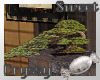 Bonsai - White Pine