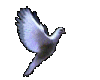 bird nice2