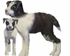 Border Collie Pup