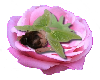 Tiny fairy on Pink Rose