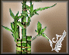 Luck Bamboo Plant
