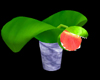 Venus Fly Trap