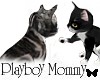 [PBM] Playful Kittens