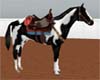 ~Western Pinto w/sound