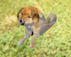 Red Chow Puppy