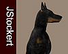 AP Doberman Pinscher #1