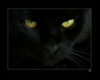 Black Cat Sticker