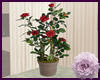 Red Roses
