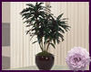 House Plant 3