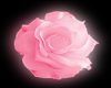 pink rose