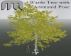 Wattle Tree with Pose