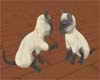 *Siamese Twins!!  (A)
