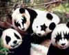 Product Image for KISS Pandas
