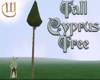 Tall Cyprus Tree