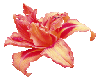 Paradise flower (br tran