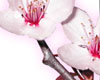Cherry Blossom Sticker