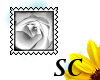 [SC] White rose