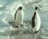Penguin wack