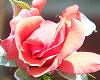 Carolina Pink