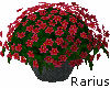 * Flowers / Fuchsia