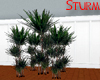 Dracaena Marginata