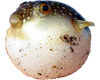 Blowfish