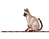 Siamese Curiosity