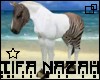 Zebra Horse Eclypse