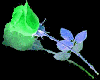 Color changing rose