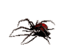 Spider gif