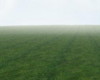 Grassy Meadow