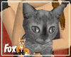 Gray Kitten - Smokey