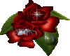 Spider Rose