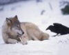 Raven wolf