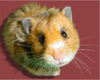 Little Hamster