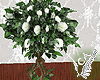 Camelia Tree