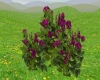 Roses - Purple Roses