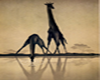 Animals of Africa