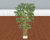 PHz ~ Hurricane Plant 2