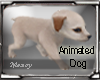 [0] Dogy ! DA5 Mezoy