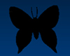 Black Hell Butterfly