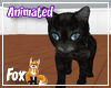 Black Kitten to Hold/Pet