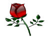 Mark Knopfler True Love