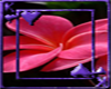 *Chee:Flower card