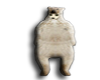 Javi Bear 1