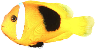sticker_16944802_39608092
