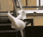 sticker_10057733_13822249