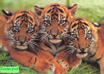 sticker_27118118_42216660