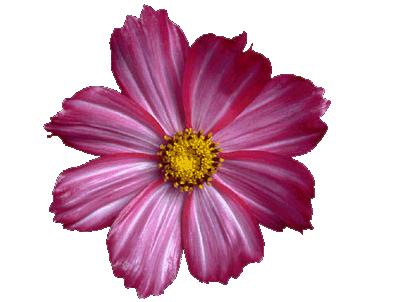sticker_27518332_37247720