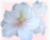 sticker_14577159_35607302